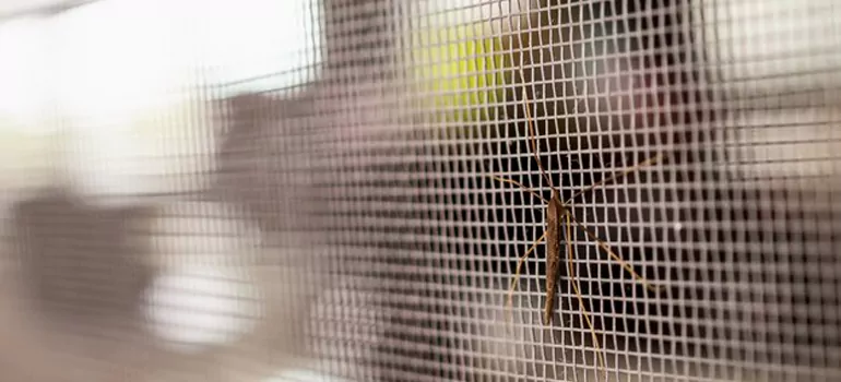 Repair Mosquito Mesh For Windows in Kendall West, FL